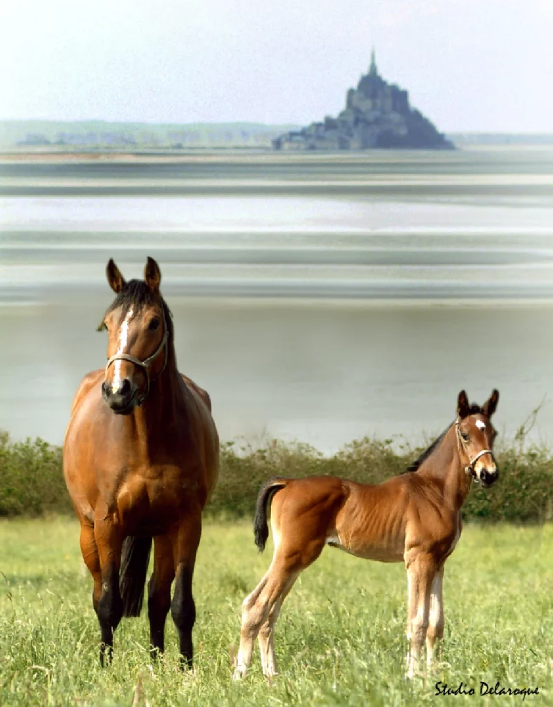 Un cheval et un poulain dans un champ, devant la baie du Mont Saint Michel, pour une sortie pédagogique à l’occasion d’un séjour scolaire en Normandie.